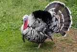 Barnyard Tom Turkey, Farmers' Museum, Cooperstown, New York, USA