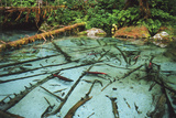 Spawning Red Salmon, Alaska, USA