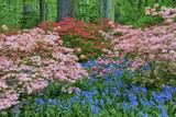 Blooming Azaleas and Bluebell Flowers, Winterthur Gardens, Delaware, USA