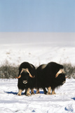 Musk Ox Bull Wildlife, Arctic National Wildlife Refuge, Alaska, USA Photographic Print