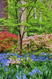 Blooming Azaleas and Bluebell Flowers, Winterthur Gardens, Delaware, USA