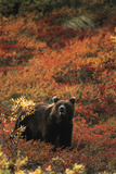 Grizzly Bear, Denali National Park and Preserve, Alaska, USA Photographic Print