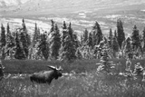 Bull Moose Wildlife, Denali National Park and Preserve, Alaska, USA Photographic Print