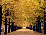 Path through The Trees Art Print
