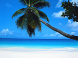 Beach and Palm, Seychelles Island Art Print