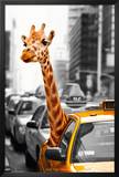 New York-Safari