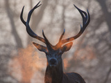 Portrait of a Red Deer Buck, Cervus Elaphus, in Winter Photographic Print