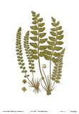 Buy Sea Spleenwort at AllPosters.com
