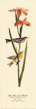 Blue Yellow-Backed Warbler