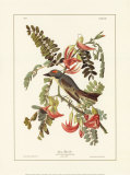 Pipiry Flycatcher