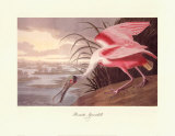Roseate Spoonbill