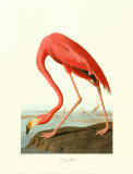 American Flamingo