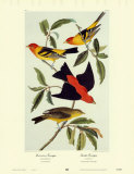 Louisiana Tanager, Scarlet Tanager