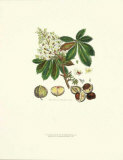 Horse Chesnut Tree