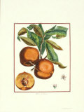 Buy Teton de Venus at AllPosters.com