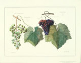 Grape Ensemble I