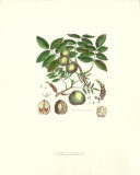 Wallnut Tree