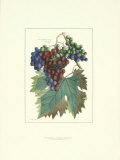 Detail of Grapes I