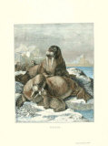 Walrus
