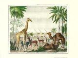 African Animals II