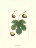Fig Leaf I
