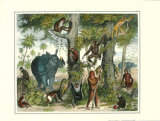 African Animals I