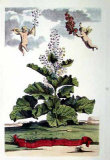 Rotundifolium Verum