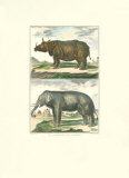 Elephant and Rhino Pair