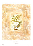 Buy Fern Impressions II at AllPosters.com