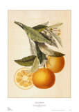 Tuscany Citrus II