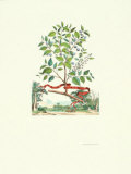 Buy Mespilus Alpina at AllPosters.com