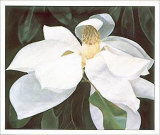 Magnolia Study