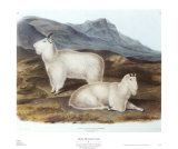 Rocky Mountain Goat