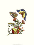 Nature's Bounty III
