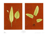 Buy Orient Fern Series at AllPosters.com