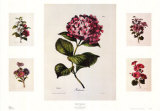 Buy Floral Centerpiece at AllPosters.com