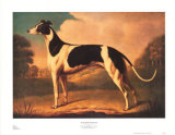English Greyhound