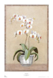 Buy Phalaenop at AllPosters.com