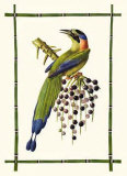 Rain Forest Toucan II