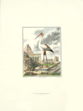 Buy White Ibis at AllPosters.com