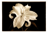 Buy Casablanca Lilium at AllPosters.com