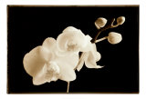 Buy Phalaenopsis, Little Sierra at AllPosters.com