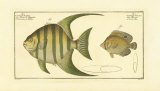 Buy Pen Fish at AllPosters.com