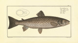 Buy Trout at AllPosters.com