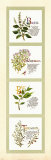 Kitchen Herbs I