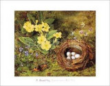 Buy Primroses with a Bird's Nest at AllPosters.com