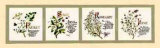 Kitchen Herbs II
