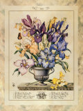 Iris Art Print