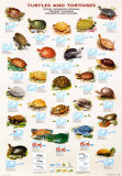 Turtles and Tortoises