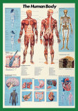 Human Body